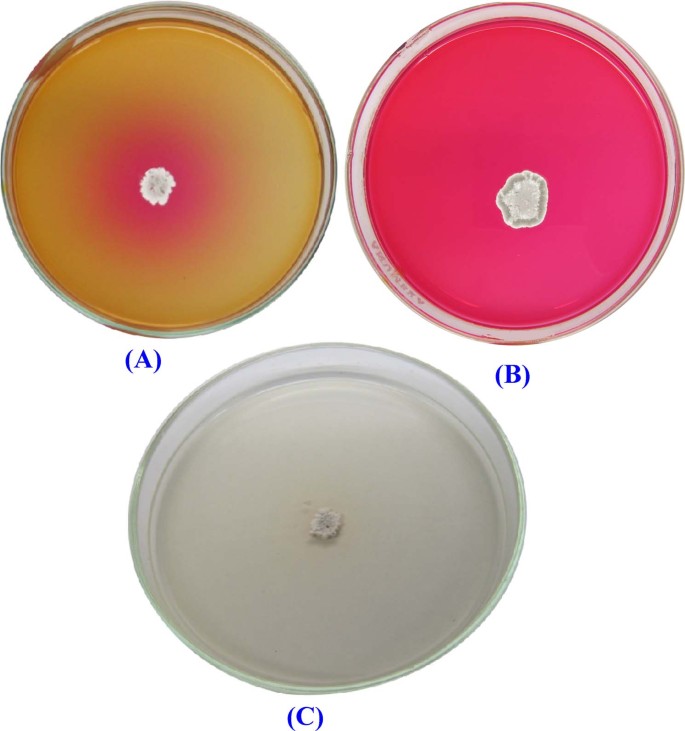 Bioprocess Development For L Asparaginase Production By Streptomyces Rochei Purification And In Vitro Efficacy Against Various Human Carcinoma Cell Lines Scientific Reports