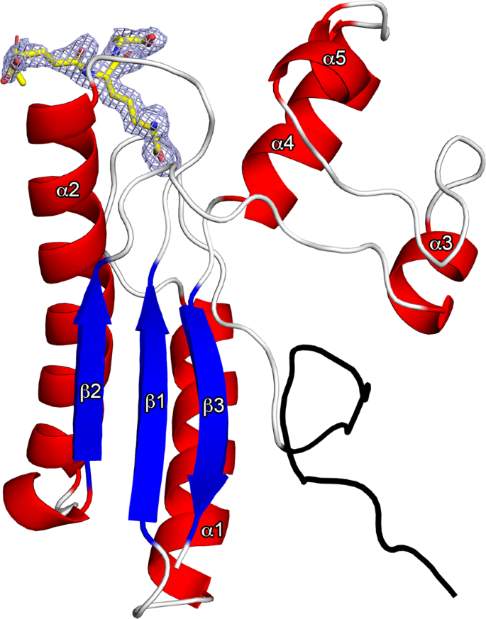 Crystal Structure Of Type Ix Secretion System Pore C Terminal Domain From Porphyromonas Gingivalis In Complex With A Peptidoglycan Fragment Scientific Reports