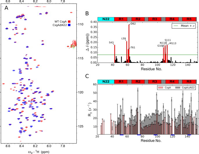 Nmr Insights Into The Pre Amyloid Ensemble And Secretion Targeting Of The Curli Subunit Csga Scientific Reports