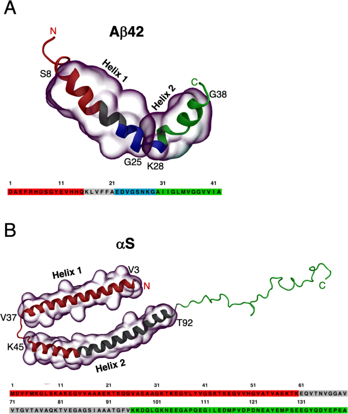 Long Range Regulation Of Partially Folded Amyloidogenic Peptides Scientific Reports