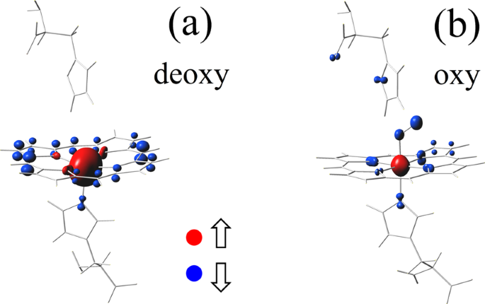 Magnetic mechanism for the biological functioning of hemoglobin |  Scientific Reports