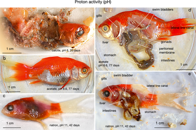 Experimental taphonomy of fish - role of elevated pressure, salinity and pH  | Scientific Reports