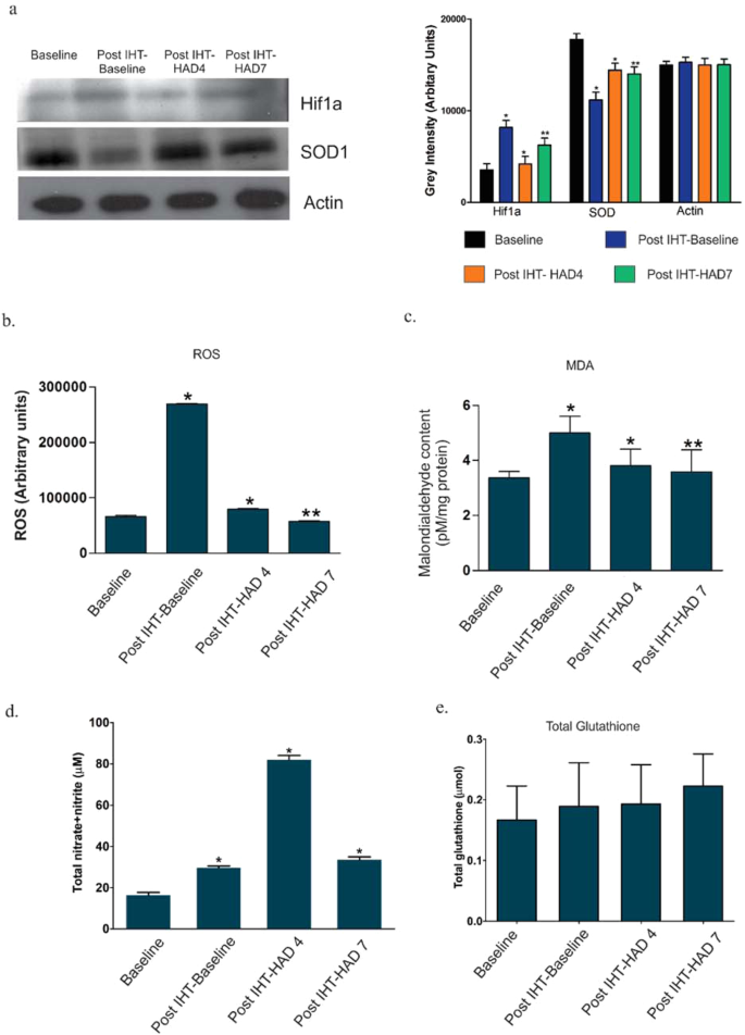 Gehoorzaamheid Saai mengsel Intermittent hypoxia modulates redox homeostasis, lipid metabolism associated inflammatory processes and redox post-translational modifications: Benefits at high altitude | Scientific Reports Gehoorzaamheid Saai mengsel Intermittent hypoxia modulates redox homeostasis, lipid metabolism associated inflammatory processes and redox post-translational modifications: Benefits at high altitude | Scientific Reports
