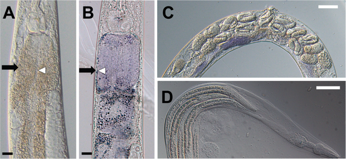 Consumption of Oleic Acid During Matriphagy in Free-Living Nematodes Alleviates the Toxic ...