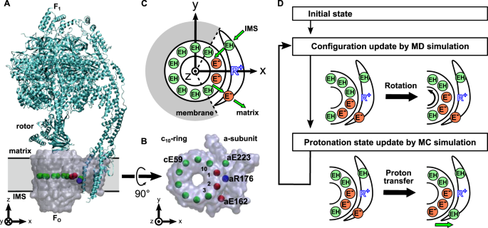 Molecular Dynamics Simulation Of Proton Transfer Coupled Rotations In Atp Synthase F O Motor Scientific Reports