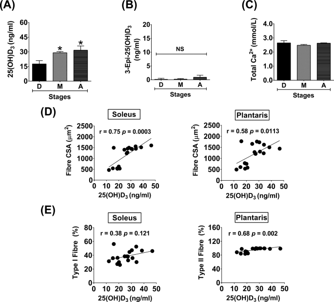 Regulation Of Vitamin D System In Skeletal Muscle And Resident Myogenic Stem Cell During Development Maturation And Ageing Scientific Reports