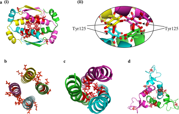 protein oligomers hydrophobic amino acids protein oligomers hydrophobic amino acids