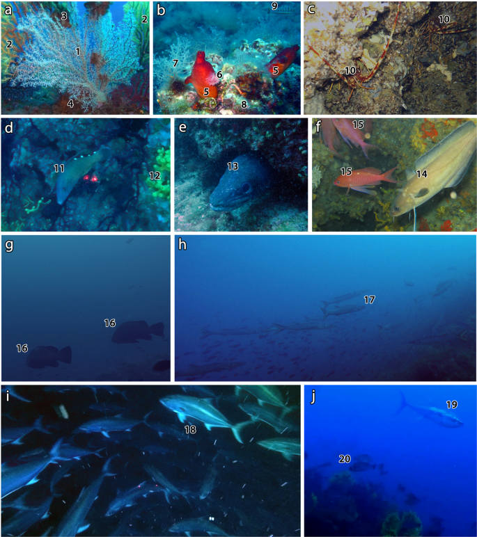 A Mesophotic Black Coral Forest In The Adriatic Sea Scientific Reports A Mesophotic Black Coral Forest In The Adriatic Sea Scientific Reports