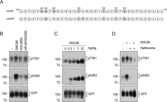 Agonist-induced phosphorylation bar code and differential post-activation  signaling of the delta opioid receptor revealed by phosphosite-specific  antibodies | Scientific Reports