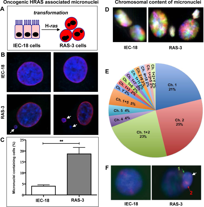 Frontiers  Giant cells: multiple cells unite to survive