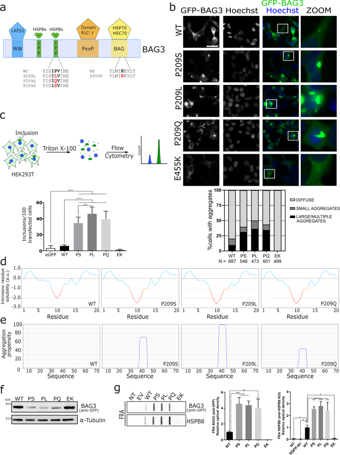 Bag3 Pro209 Mutants Associated With Myopathy And Neuropathy Relocate Chaperones Of The Casa Complex To Aggresomes Scientific Reports