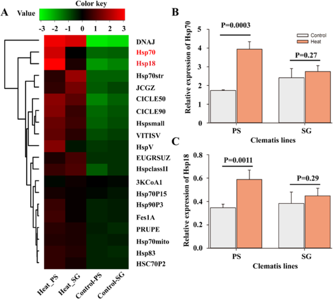 Proteome And Transcriptome Reveal The Involvement Of Heat Shock Proteins And Antioxidant System In Thermotolerance Of Clematis Florida Scientific Reports