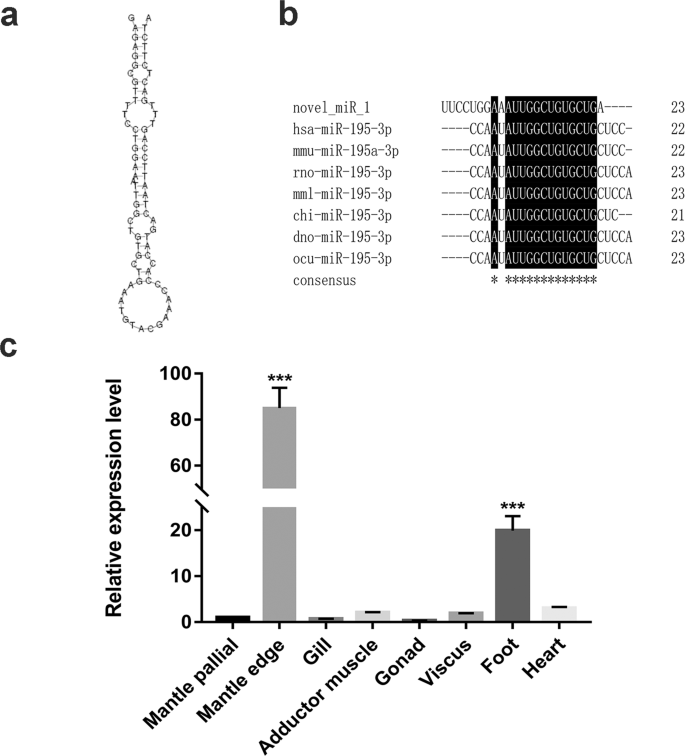 A Species Specific Mirna Participates In Biomineralization By Targeting Cds Regions Of Prisilkin 39 And Accbp In Pinctada Fucata Scientific Reports