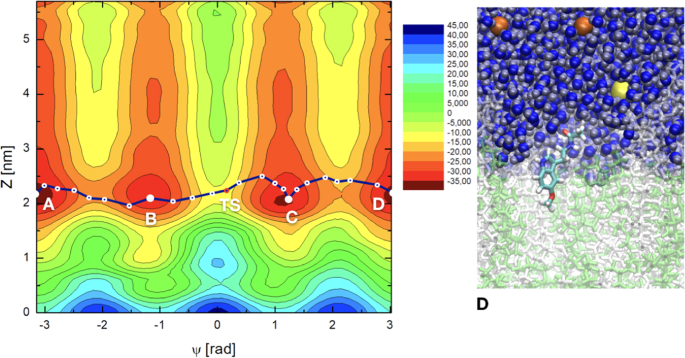 Cellular Absorption Of Small Molecules Free Energy Landscapes Of Melatonin Binding At Phospholipid Membranes Scientific Reports