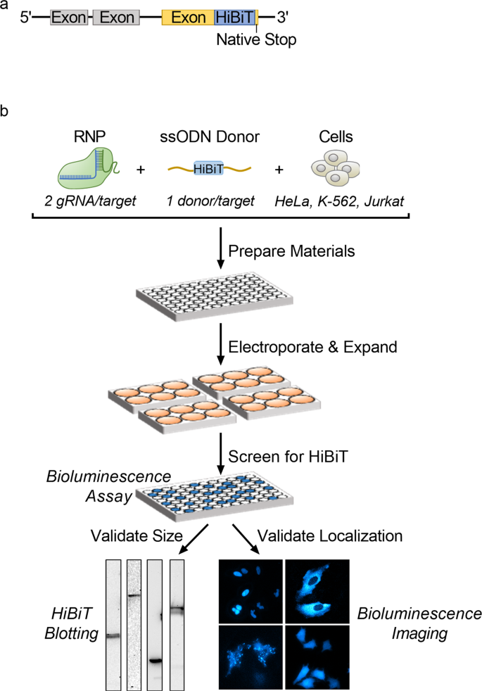 A Simple and Scalable Strategy for Analysis of Endogenous Protein Dynamics  | Scientific Reports