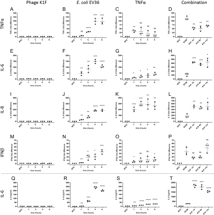 Bacteriophage K1f Targets Escherichia Coli K1 In Cerebral Endothelial Cells And Influences The Barrier Function Scientific Reports