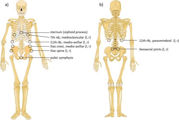 Association Of Body Surface Scanner Based Abdominal Volume With