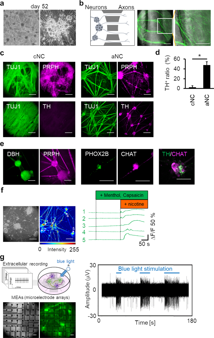 Selective Induction Of Human Autonomic Neurons Enables Precise Control Of Cardiomyocyte Beating | Scientific Reports Selective Induction Of Human Autonomic Neurons Enables Precise Control Of Cardiomyocyte Beating | Scientific Reports