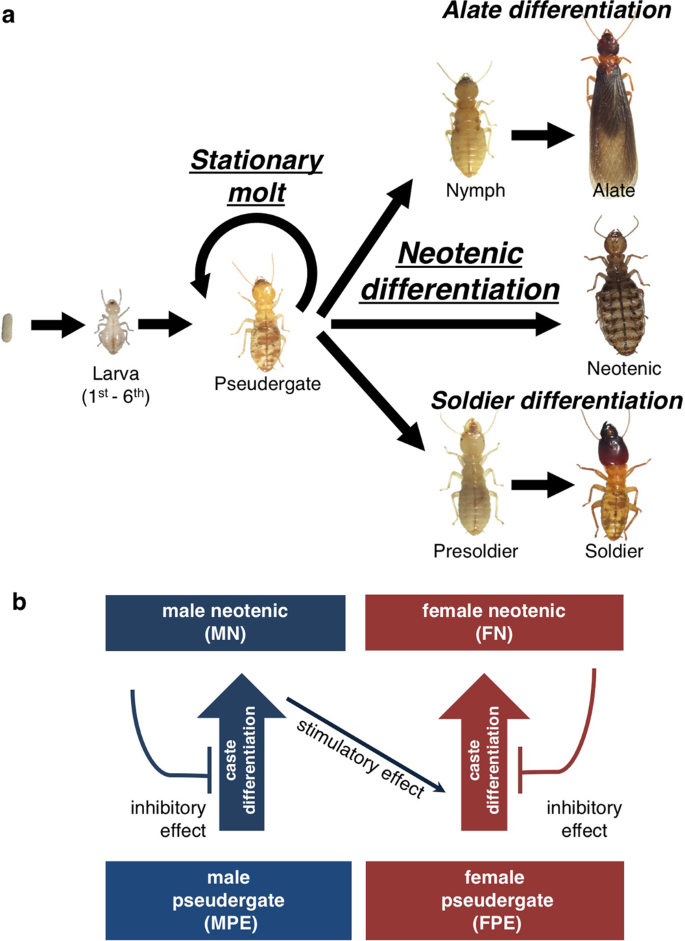 Male Neotenic Reproductives Accelerate Additional Differentiation Of Female Reproductives By Lowering Jh Titer In Termites Scientific Reports