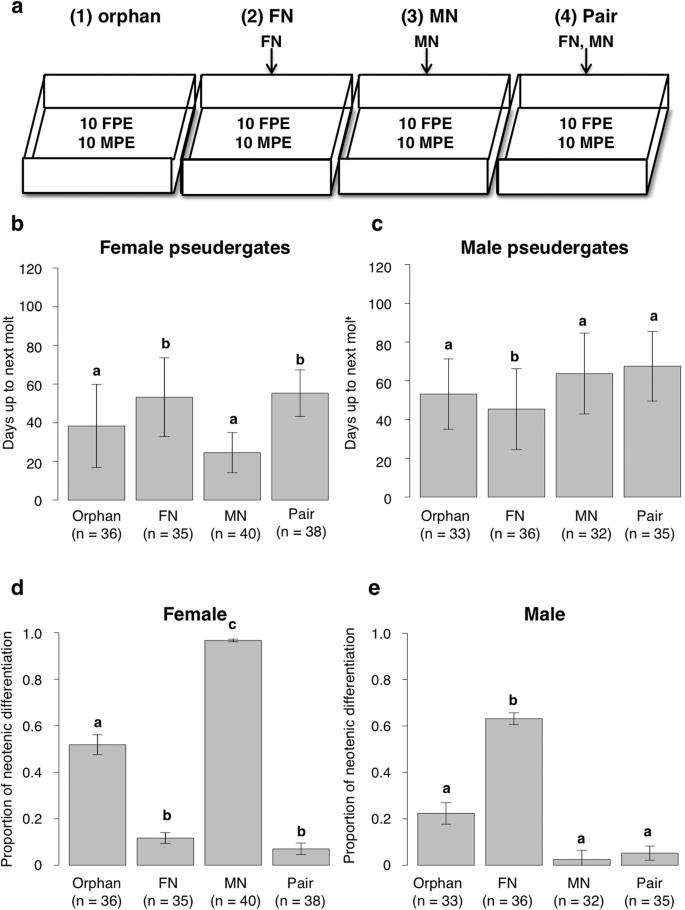 Male Neotenic Reproductives Accelerate Additional Differentiation Of Female Reproductives By Lowering Jh Titer In Termites Scientific Reports