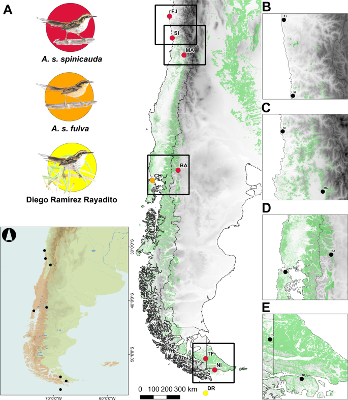 Range Wide Genetic Structure In The Thorn Tailed Rayadito Suggests Limited Gene Flow Towards Peripheral Populations Scientific Reports