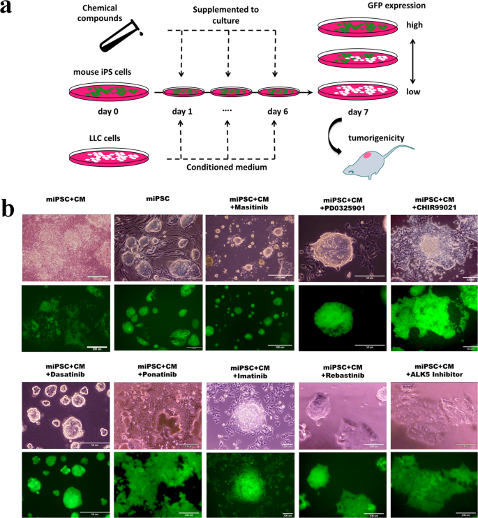 Signaling Inhibitors Accelerate the Conversion of mouse iPS Cells into  Cancer Stem Cells in the Tumor Microenvironment | Scientific Reports