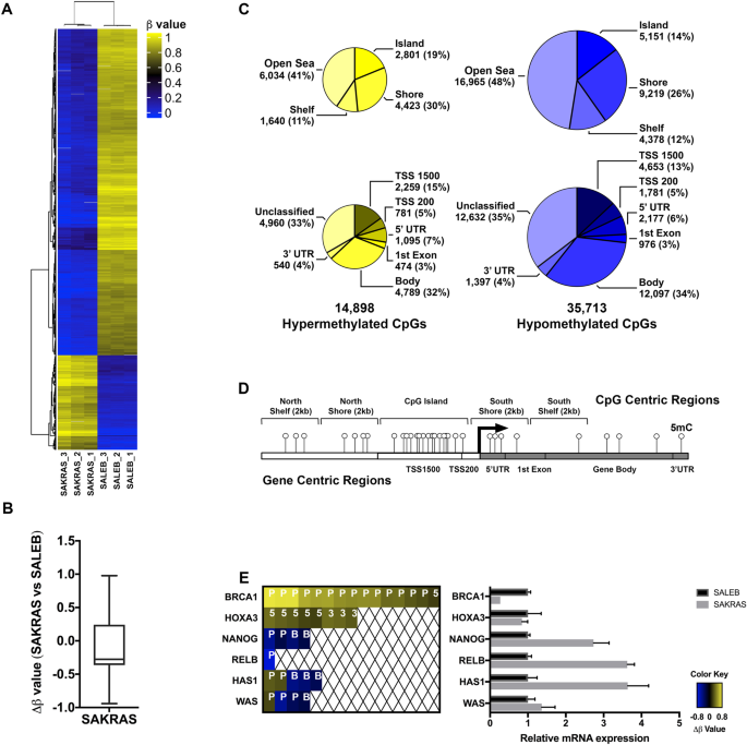 genome wide dna methylation analysis of kras mutant cell lines scientific reports