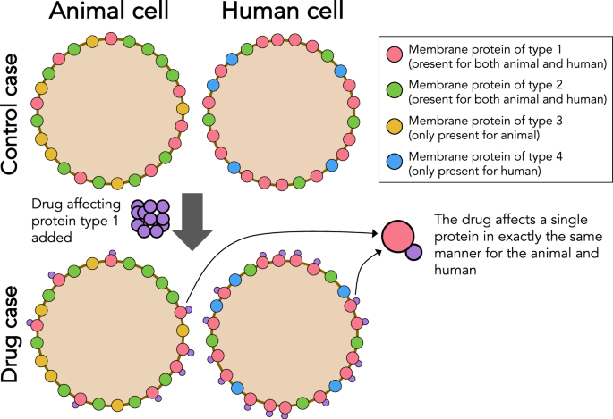 Computational Translation Of Drug Effects From Animal Experiments To Human Ventricular Myocytes Scientific Reports