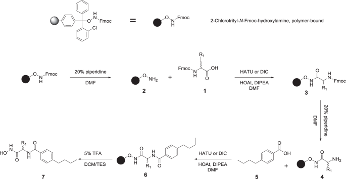 Hydroxamic acid derivatives as HDAC1, HDAC6 and HDAC8 inhibitors with  antiproliferative activity in cancer cell lines | Scientific Reports