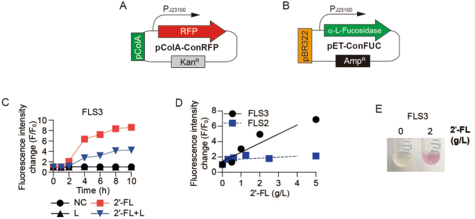 Development Of Fluorescent Escherichia Coli For A Whole Cell Sensor Of 2ʹ Fucosyllactose Scientific Reports