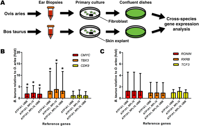 Evolutionary Driven C Myc Gene Expression In Mammalian Fibroblasts Scientific Reports Evolutionary Driven C Myc Gene Expression In Mammalian Fibroblasts Scientific Reports