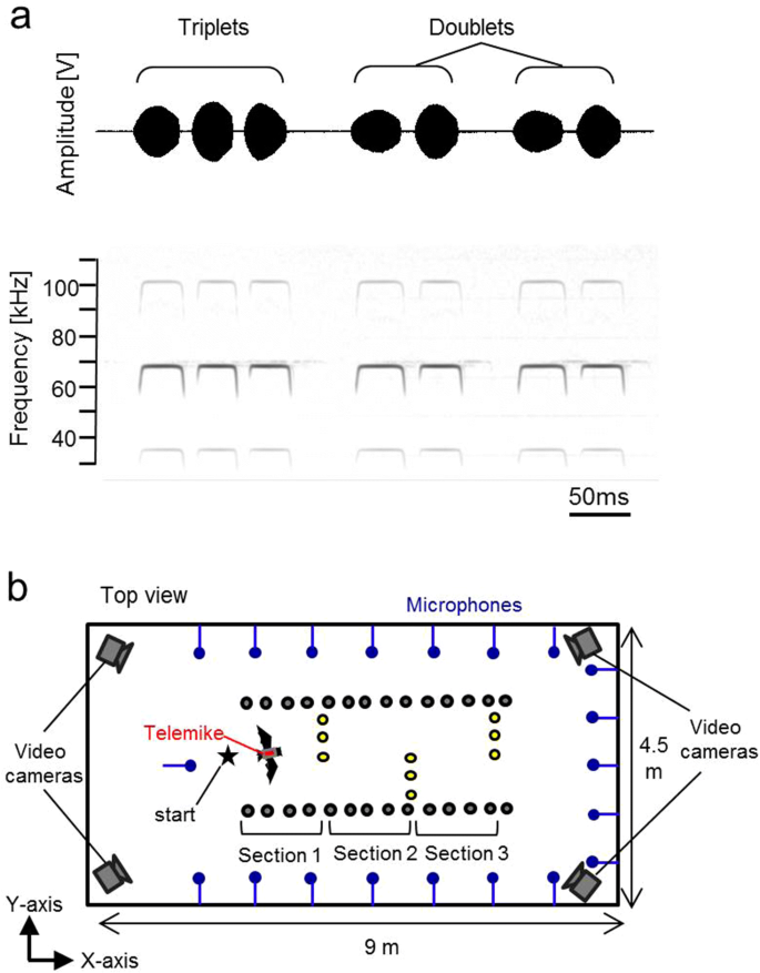 Modulation Of Acoustic Navigation Behaviour By Spatial Learning In The Echolocating Bat Rhinolophus Ferrumequinum Nippon Scientific Reports Modulation Of Acoustic Navigation Behaviour By Spatial Learning In The Echolocating Bat Rhinolophus Ferrumequinum Nippon Scientific Reports