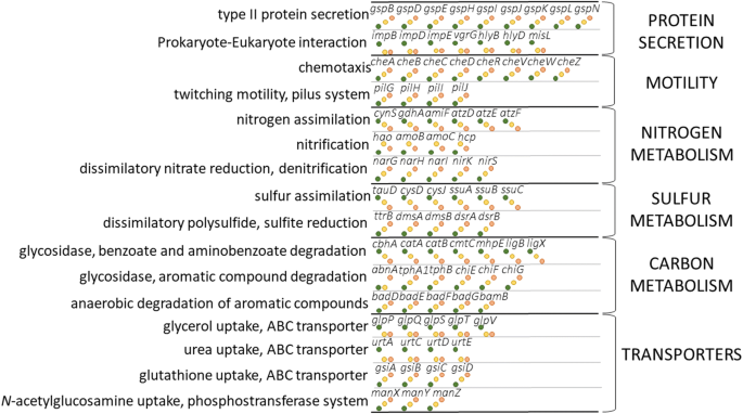 cbs mutation and glutathione Architecture and regulation of filamentous human cystathionine  beta-synthase