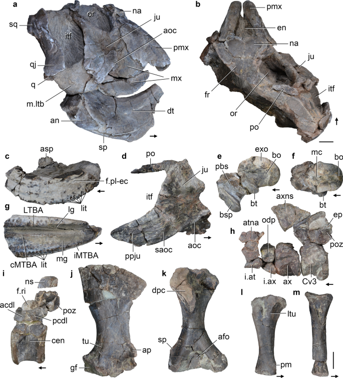 The Late Triassic Ischigualasto Formation At Cerro Las Lajas La Rioja Argentina Fossil Tetrapods High Resolution Chronostratigraphy And Faunal Correlations Scientific Reports