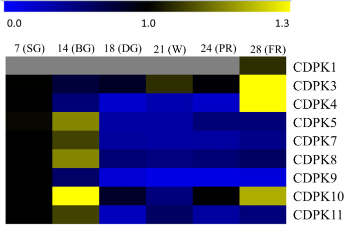 Genome Wide Identification And Characterization Of The Cdpk Gene Family Reveal Their Involvement In Abiotic Stress Response In Fragaria X Ananassa Scientific Reports