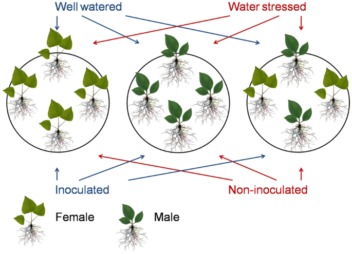 Gender-related responses of dioecious plant Populus cathayana to AMF,  drought and planting pattern | Scientific Reports