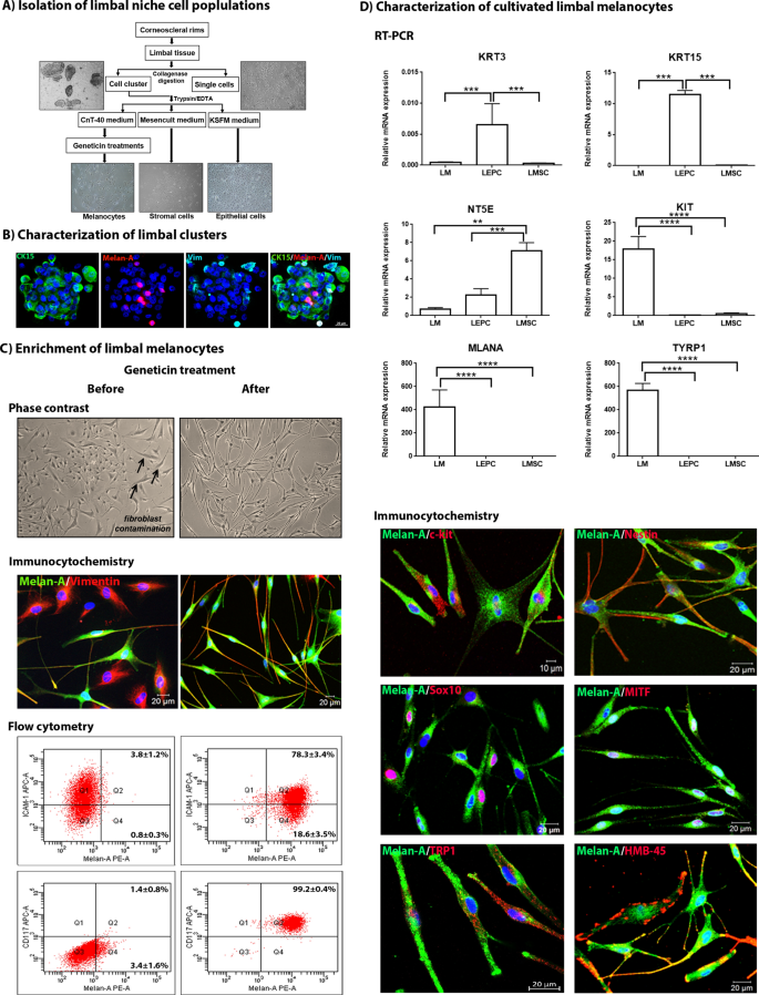 Laminin 511 E8 Promotes Efficient In Vitro Expansion Of Human Limbal Melanocytes Scientific Reports Laminin 511 E8 Promotes Efficient In Vitro Expansion Of Human Limbal Melanocytes Scientific Reports