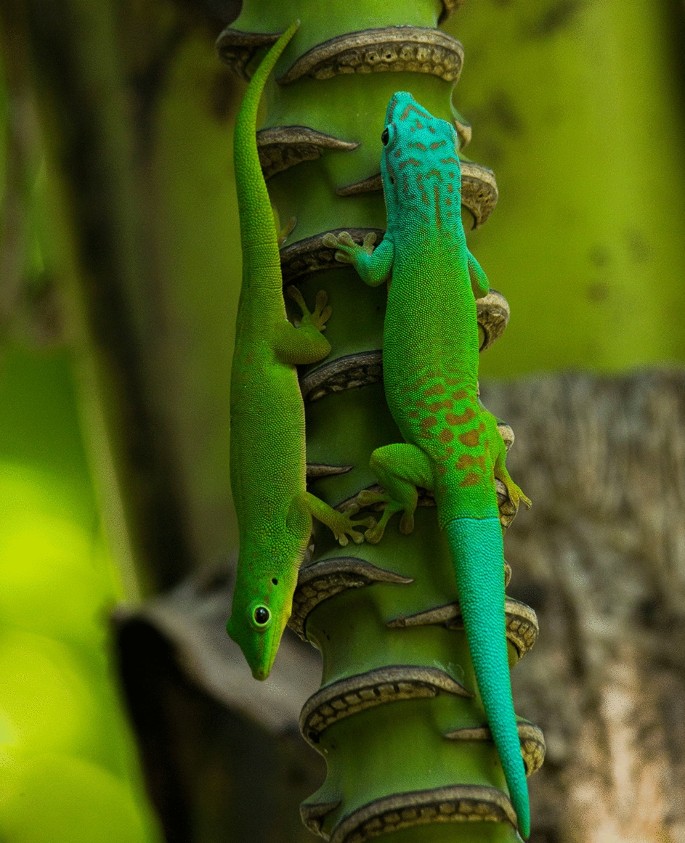The Andaman day gecko paradox: an ancient endemic without pronounced  phylogeographic structure | Scientific Reports