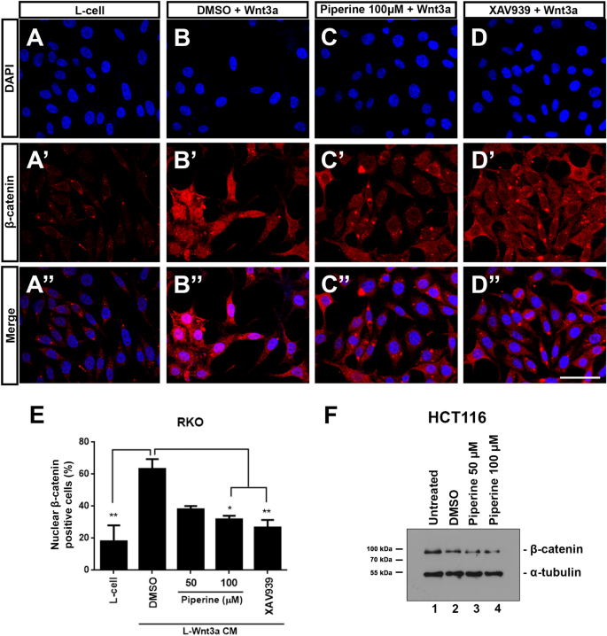 Piperine Suppresses The Wnt B Catenin Pathway And Has Anti Cancer Effects On Colorectal Cancer Cells Scientific Reports
