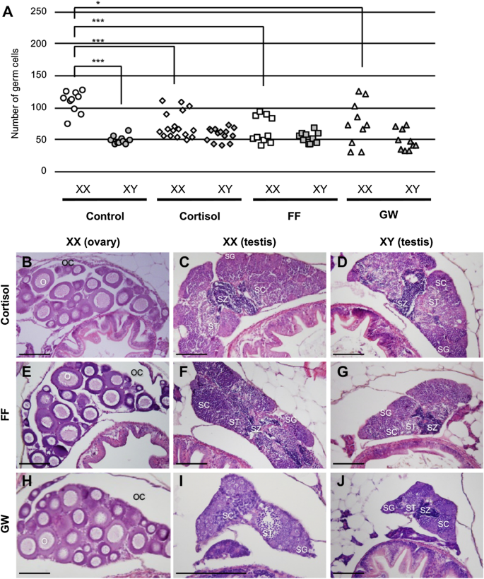 Peroxisome Proliferator Activated Receptor Alpha Is Involved In The Temperature Induced Sex Differentiation Of A Vertebrate Scientific Reports