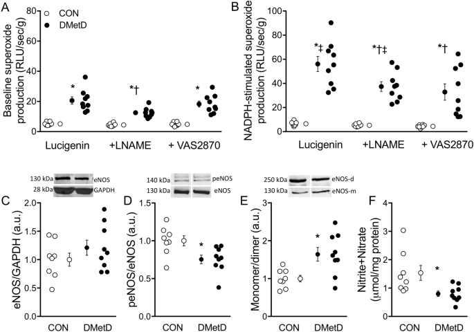 stun Forbigående indendørs Cellular, mitochondrial and molecular alterations associate with early left  ventricular diastolic dysfunction in a porcine model of diabetic metabolic  derangement | Scientific Reports