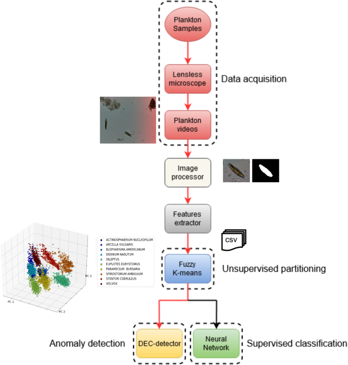 Annotation-free learning of plankton for classification and anomaly  detection | Scientific Reports