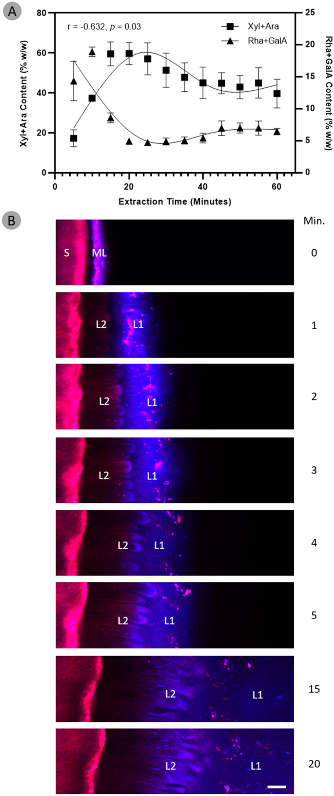 The Novel Features Of Plantago Ovata Seed Mucilage Accumulation Storage And Release Scientific Reports The Novel Features Of Plantago Ovata Seed Mucilage Accumulation Storage And Release Scientific Reports