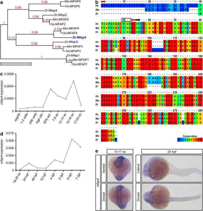 Microfibril Associated Glycoprotein 4 Mfap4 Regulates Haematopoiesis In Zebrafish Scientific Reports