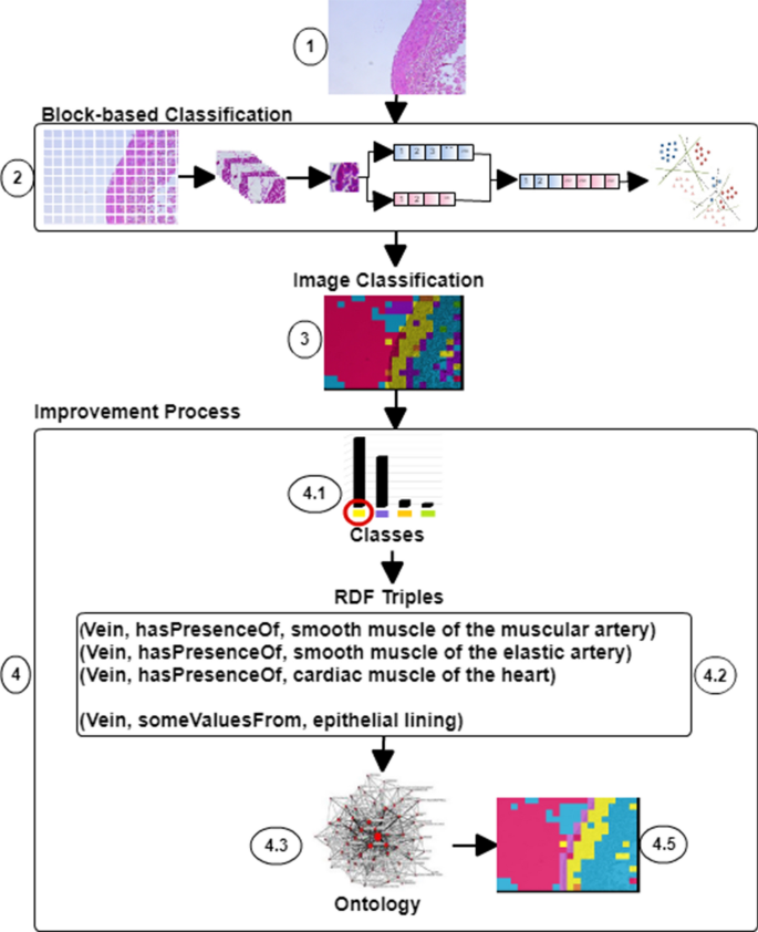Using An Ontology Of The Human Cardiovascular System To Improve The Classification Of Histological Images Scientific Reports