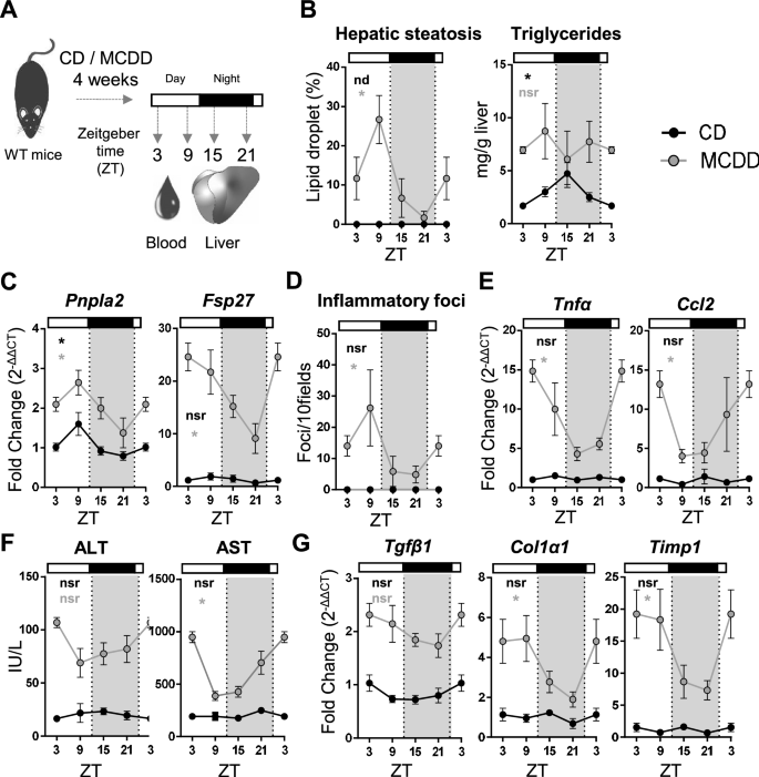 Mcd Diet Induced Steatohepatitis Generates A Diurnal Rhythm Of Associated Biomarkers And Worsens Liver Injury In Klf10 Deficient Mice Scientific Reports