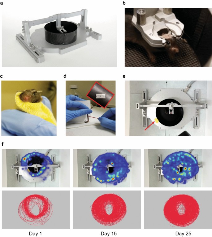 Stress and behavioral in the head-fixed method: stress measurements, habituation dynamics, locomotion, and motor-skill learning in mice | Scientific Reports