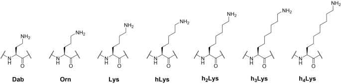 Effect of lysine side chain length on histone lysine acetyltransferase  catalysis | Scientific Reports