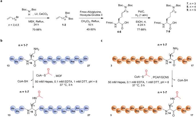 Effect of lysine side chain length on histone lysine acetyltransferase  catalysis | Scientific Reports