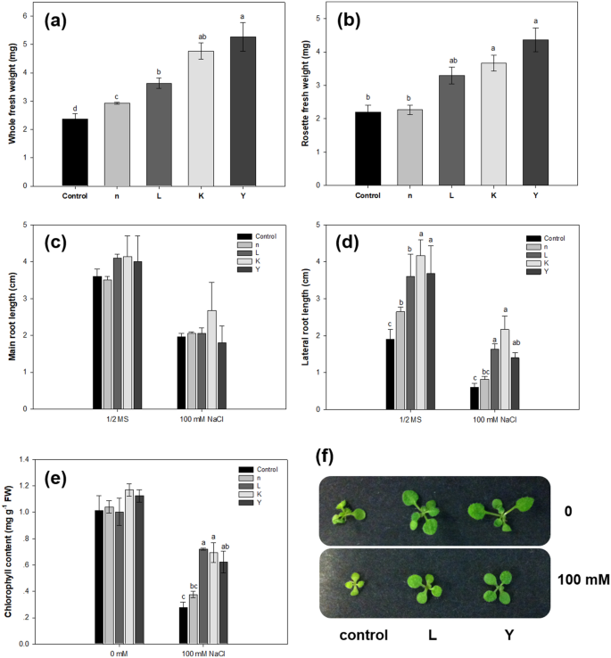 Plant Endophytes Promote Growth And Alleviate Salt Stress In Arabidopsis Thaliana Scientific Reports